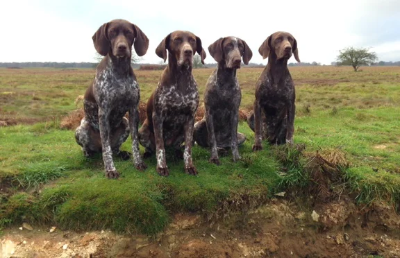 BASC ARTICLE JANUARY 2014