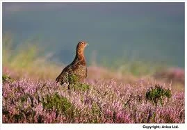 DORA GRADES ON FIRST GROUSE POINTING TEST - 2nd August 2014 