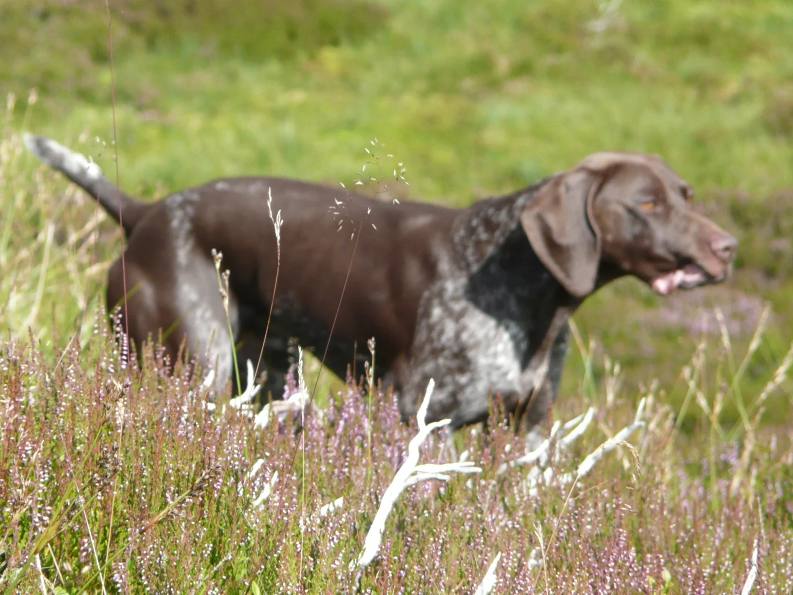 J LITTER TRIALLING SUCCESSFULLY