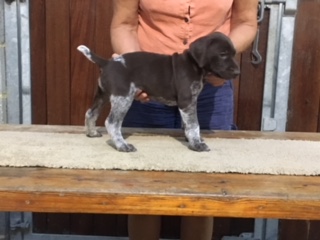 DOG PUP AVAILABLE FROM "M" LITTER - NOW SOLD
