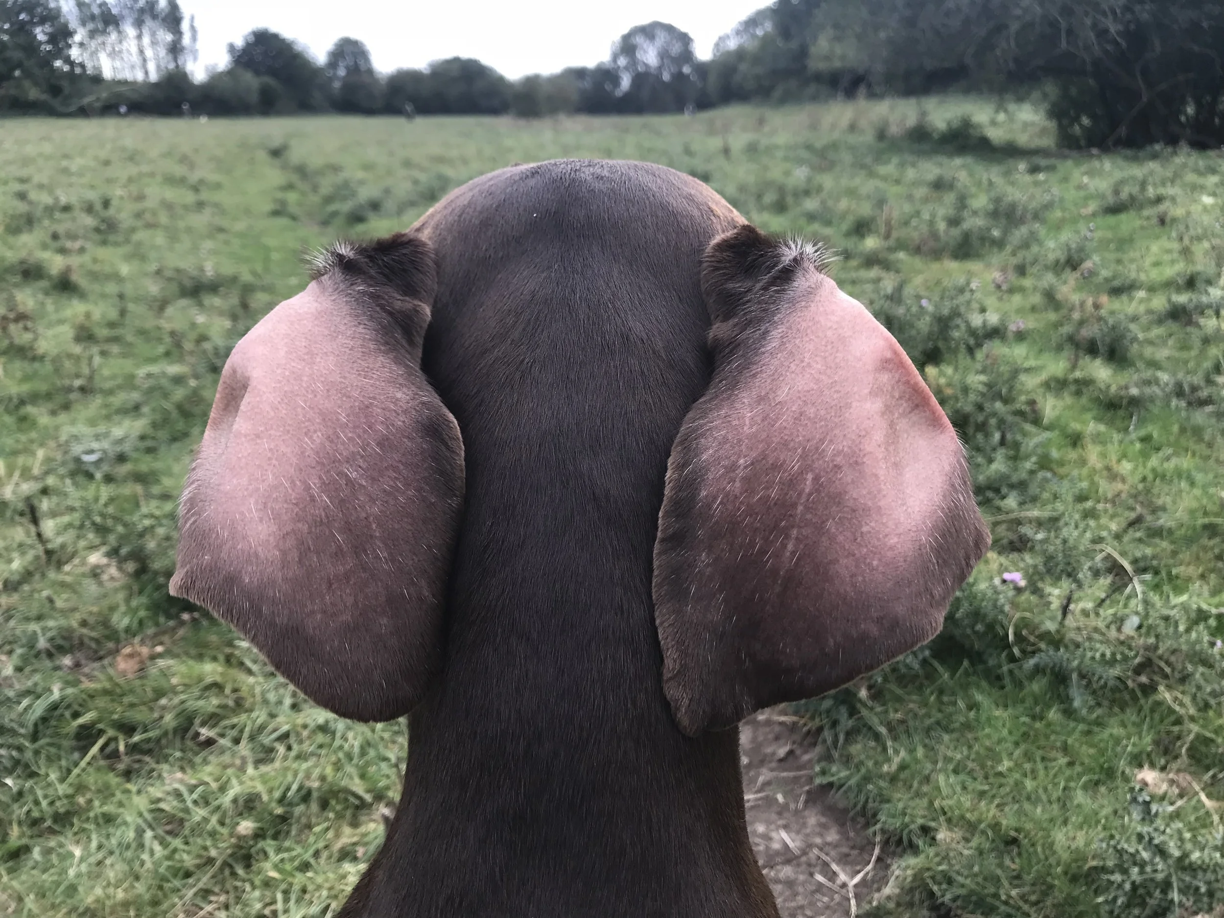 P P P PICK UP A PARTRIDGE