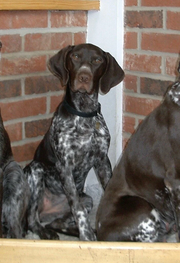 Aytee Training Course  1/2: BEGINNERS/GROWING UP    (2 for 1)