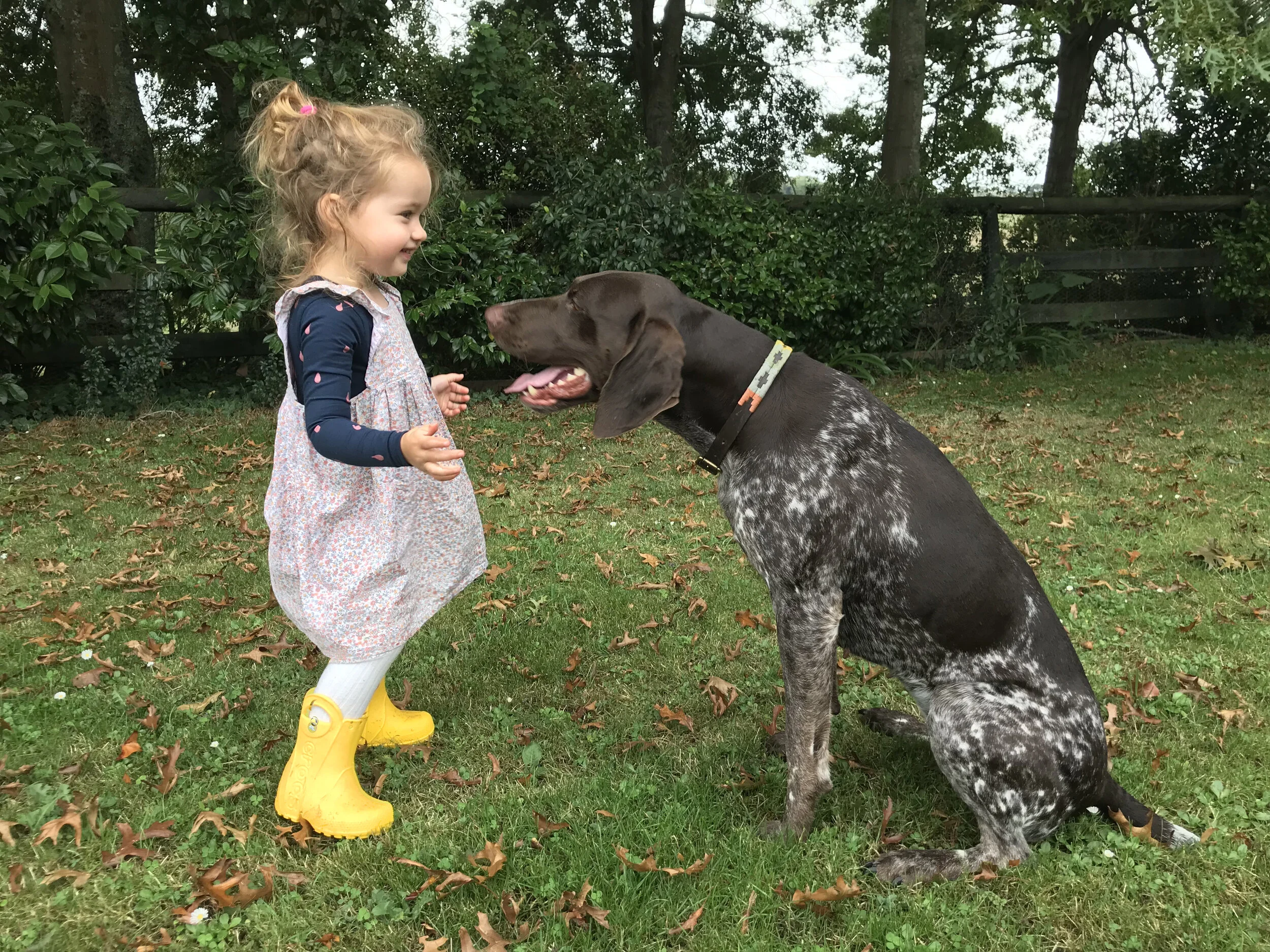 Dam:  Aytee Kimono “Tarka”.   Hip Score 6-3