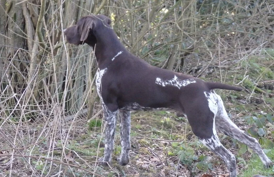 Sire:   Graygees Gigolo JW (SGWC) “Bodi”  Hipscore 5-4. Eyes unaffected/clear heart 0/6 clear