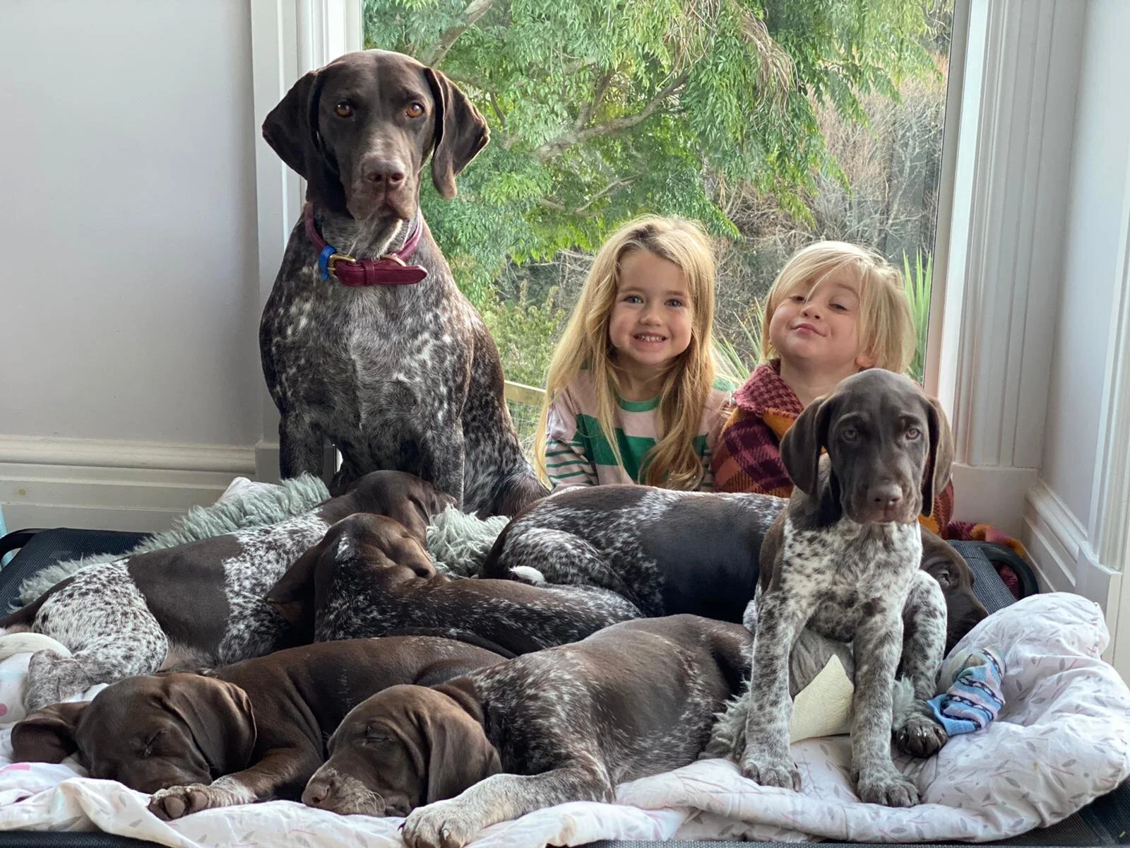 Tuesday 1st June 2021 - At 8 weeks old puppies are off to their new homes tomorrow, its been a wonderful 8 weeks but gosh are they ready for their new life. The Aytee Aotearoa P litter - Popstar, Primrose, Pathfinder, Picasso, Painter and Piwaiwaka - are off to a mix of working and showing homes around NZ. We can’t wait to hear updates of how they are coming on, watch this space!