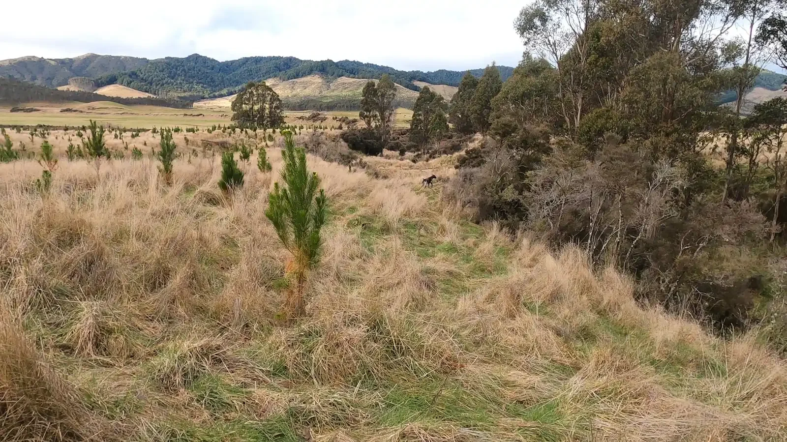 Mavis point and retrieve Poronui_1.webp
