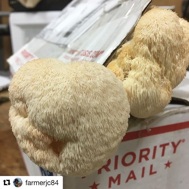 @farmerjc84 - we'll take it any way you make it.
・・・
This is what happens when you forget you ordered lions mane spawn and leave it under the work bench. The fungi gently reminds you it's there. Delicious surprise.

#mainefarms #farmlife #realmaine #