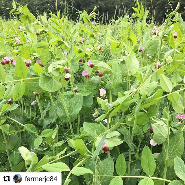 @farmerjc84 Grow, bro. Keep it coming.
・・・
Peas, oats and crimson clover. Cover crops are in strong. Next up with be sorghum Sudan hybrid which will be inoculated with 50 species of mycorrhizae. @fresh_eye_farm #buildsoil #mainefarm #solarfarm #farme