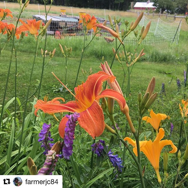 We've got day lilies, thanks to @farmerjc84 ・・・
Surrounded by beauty each day. @fresh_eye_farm #modernfarmer #mainefarms #farmlife #waterfordmaine