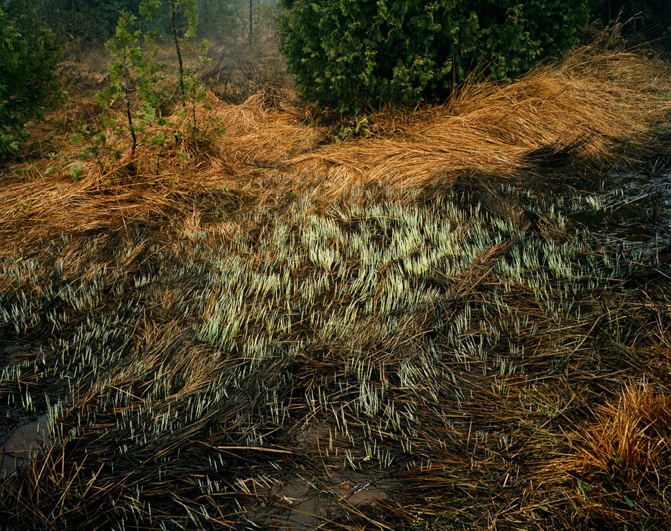 Grasses Bruce Peninsula, Ontario, Canada, 1981