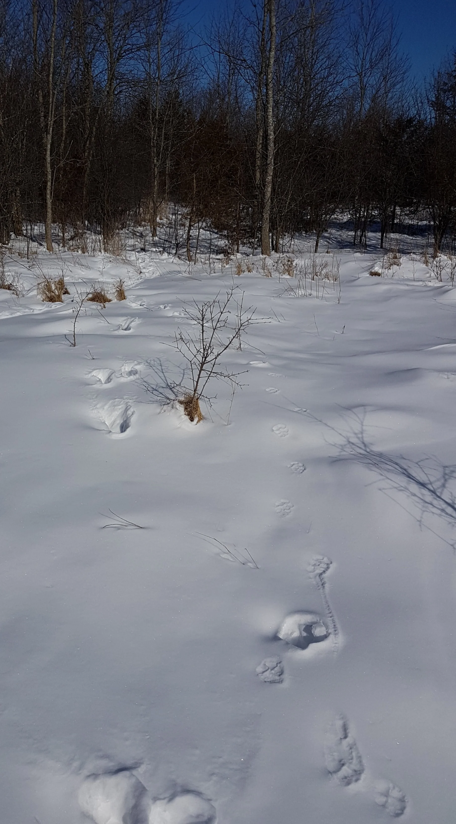 Lots of deer tracks...and coyote tracks following the deer...neat