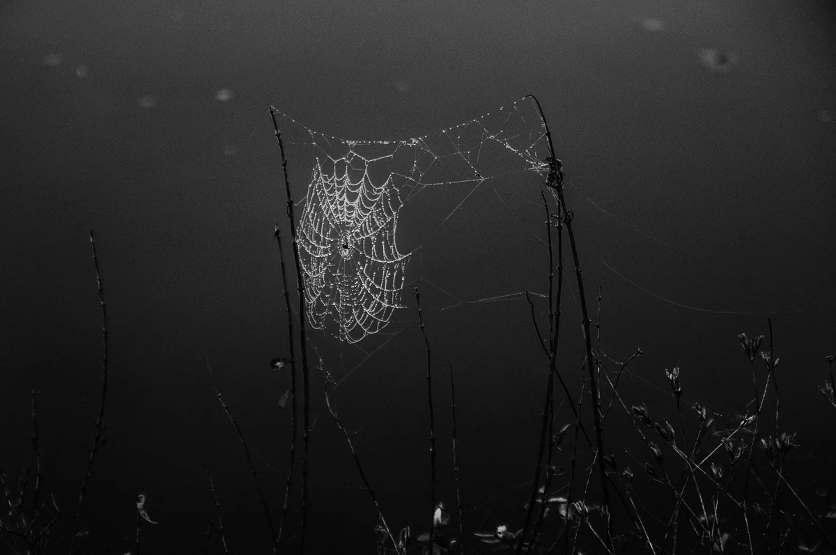 untitled-27web-bw.jpg