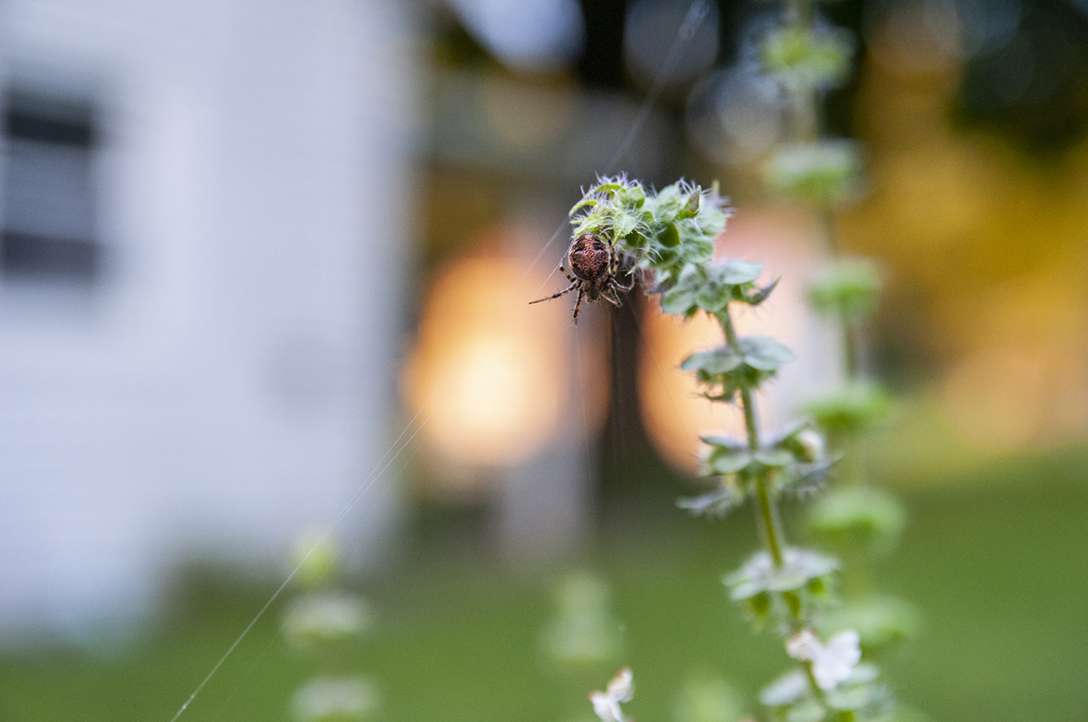 spider-6017.jpg