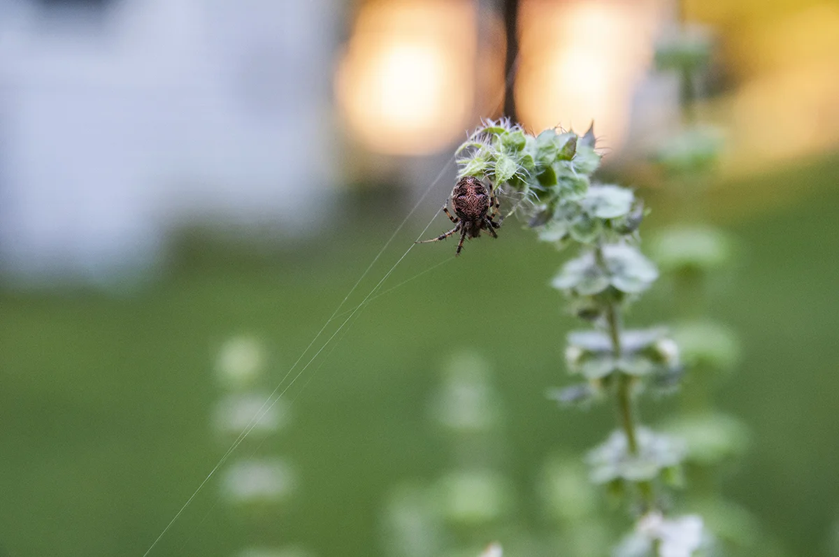 spider-6015.jpg