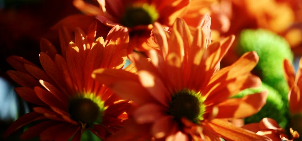 DSC09660.jpg