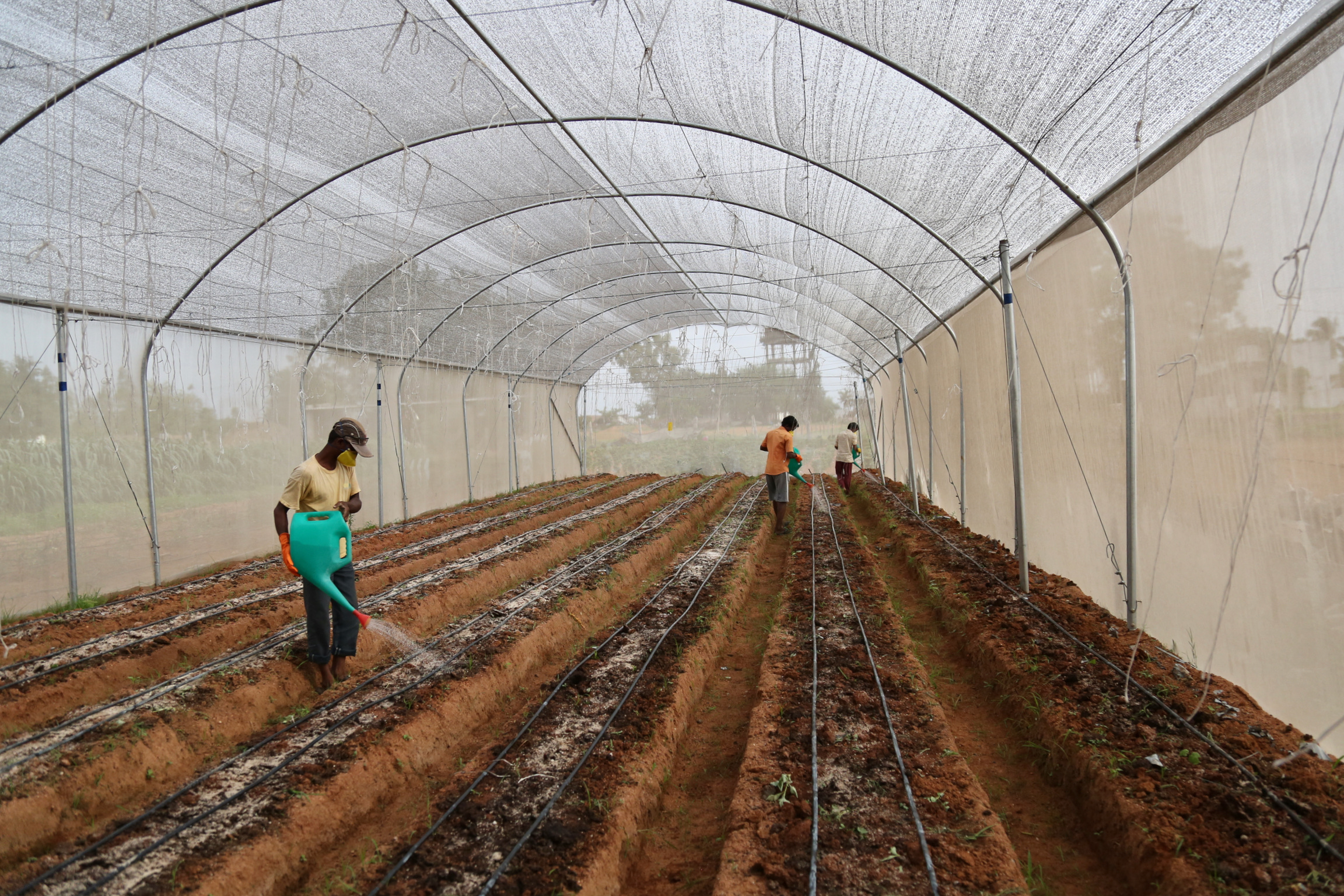 Preparing the soil for sowing capsicum peppers. Images by Janice Cantieri.