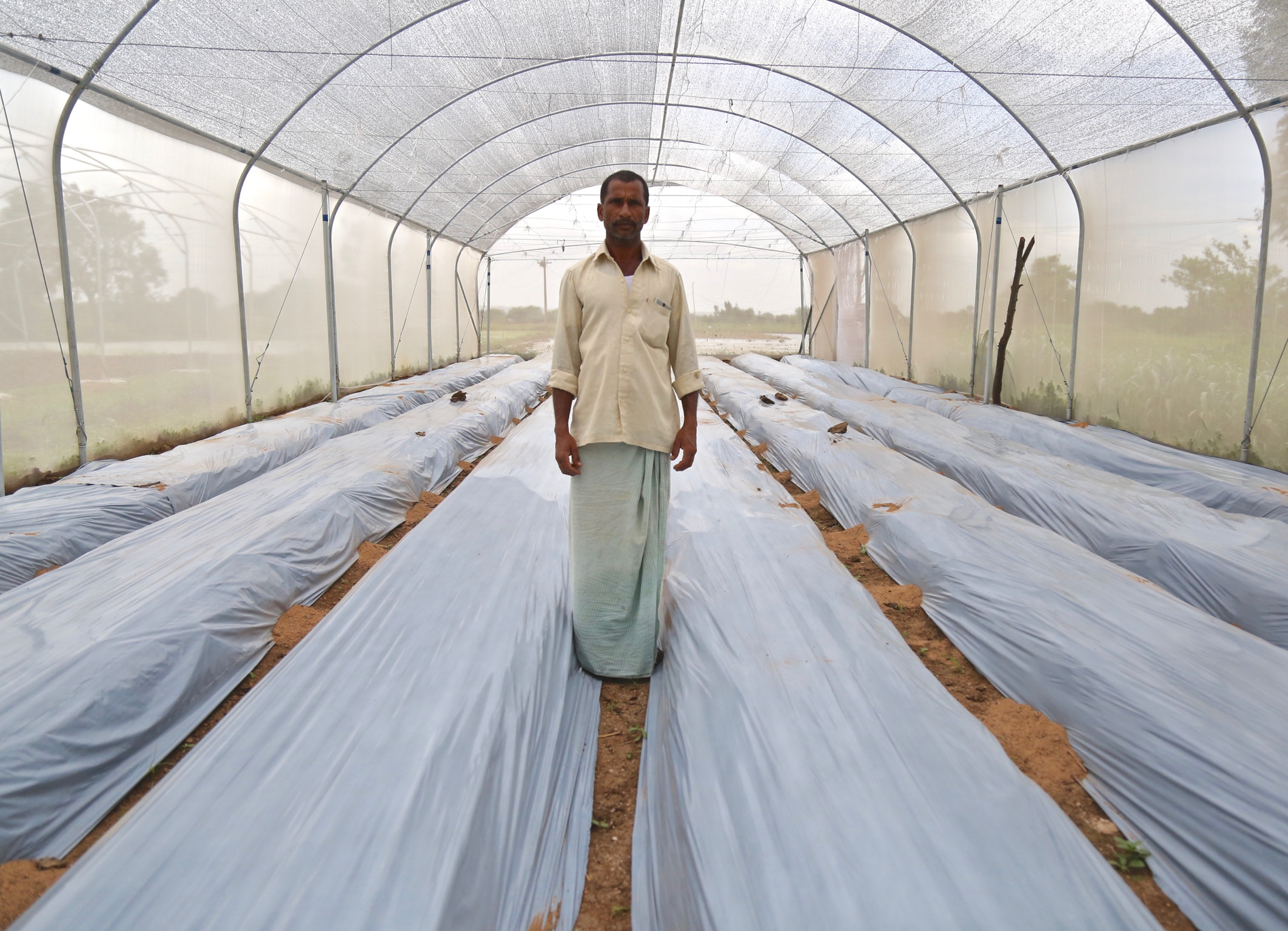 Farmer Appala Venkatesh had the largest yield of cucumbers of the Kheyti farmers during the last growing season. Here he stands with his newly-prepped rows, ready for planting capsicums. 