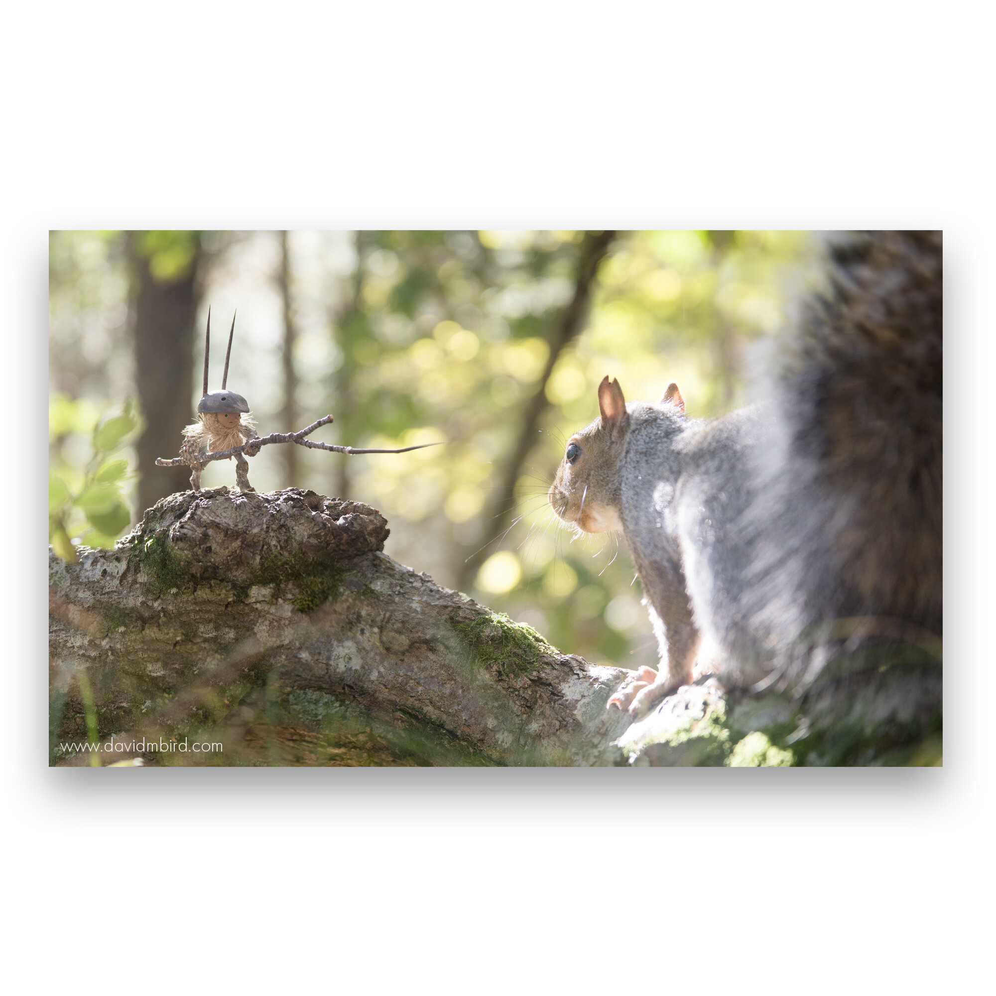 How to Get Rid of Squirrels Naturally Becorn Art — David M Bird