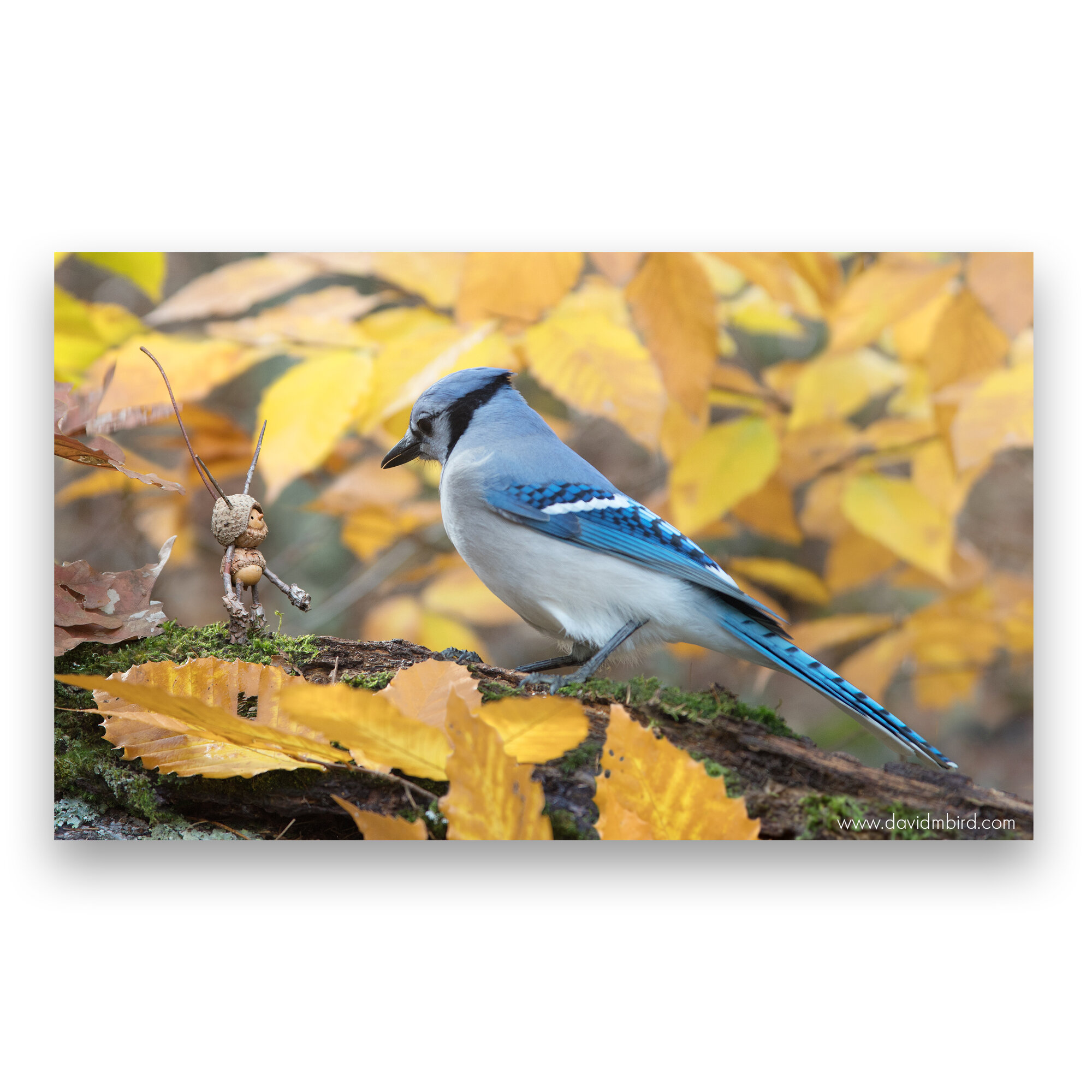 bluejay-becorns-david-m-bird