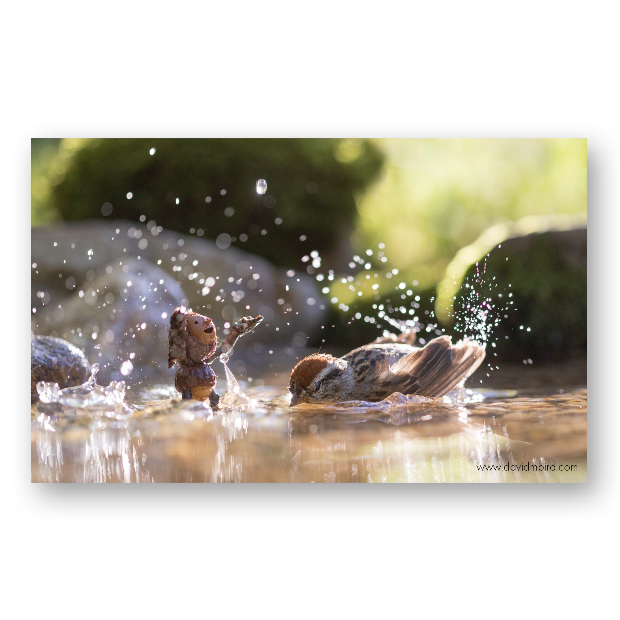 sparrow-splash-david-m-bird