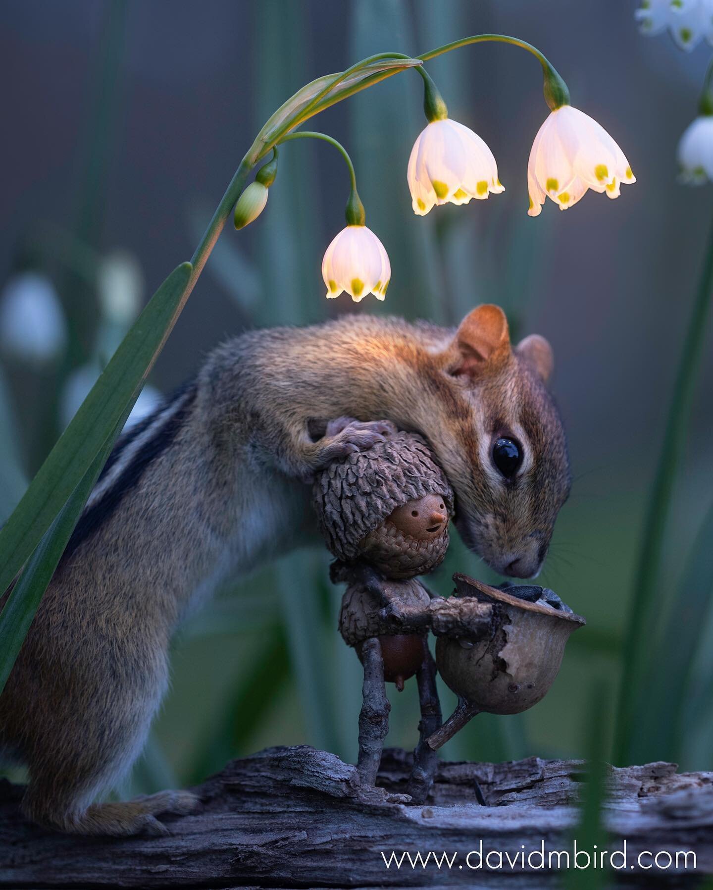 &ldquo;There was magic to this spot. Joonie knew the chipmunk could feel it too.&rdquo; 

UPDATE: Becorn Calendars are available through Amazon, the publisher Amber Lotus, and other retailers. I'm currently sold out on my website. Thanks for all of y