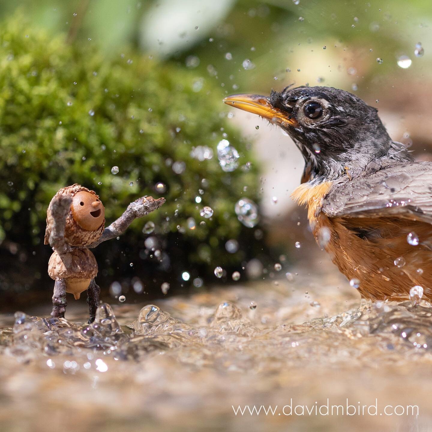 &ldquo;By now, the others would be wondering why he was late, but Silas felt he had a good excuse.&rdquo;

I have a new YouTube video coming out Monday! It&rsquo;s called &ldquo;The Birdbath Challenge!&rdquo; It walks through the process of taking th