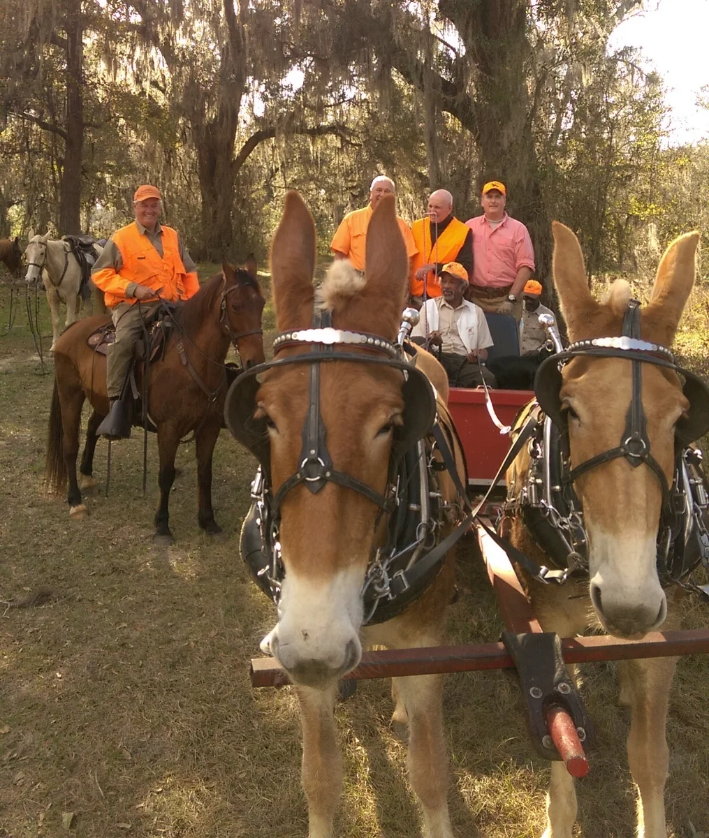 Quail Hunting — Woodside Plantation - Premium Guided Hunting