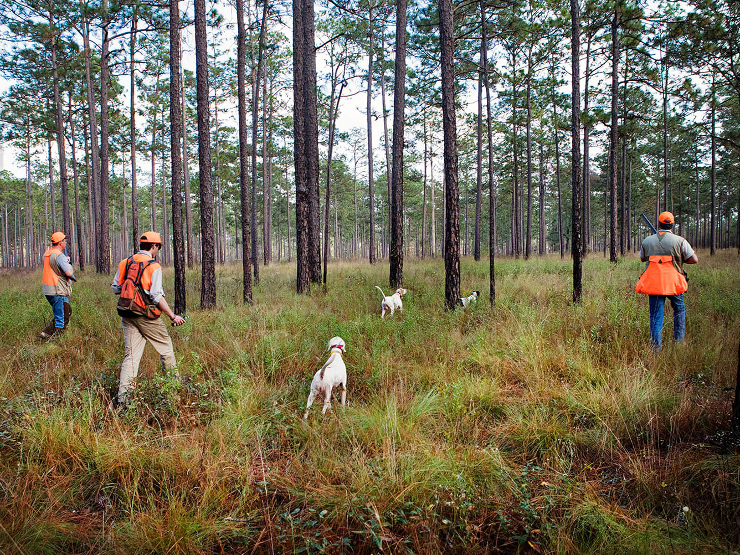 quail hunting plantation