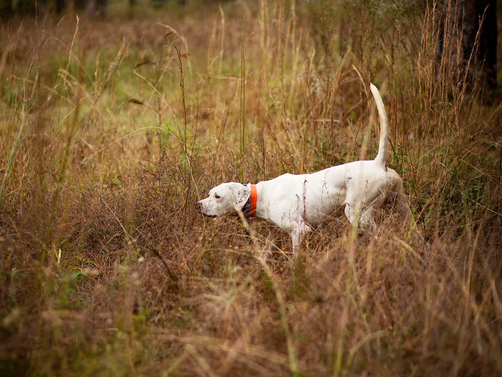 Quail_dog_hunt.jpg