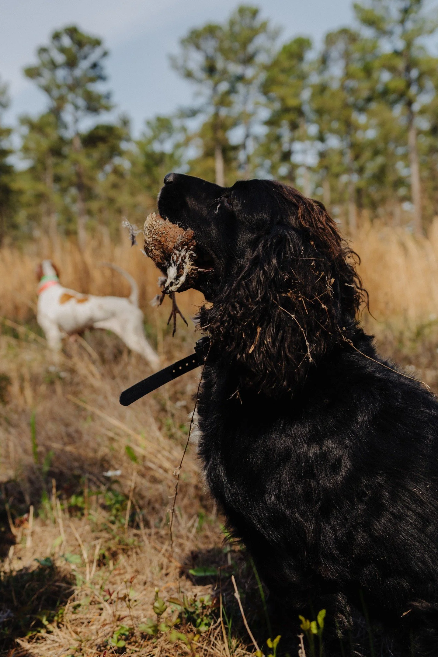 Regardless of how many birds you shoot, a day out in the field watching dogs work is about as good as it gets. We run a string of pointers and setters who make it all look easy, then call in Beau or Pancho to retrieve. Beau grew up here at Woodside, 
