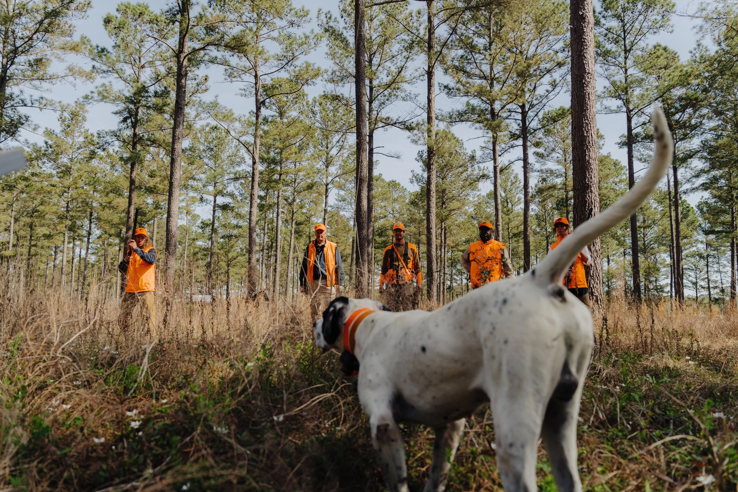 Quail Hunting at Woodside Plantation: A Southern Sporting Tradition Reimagined