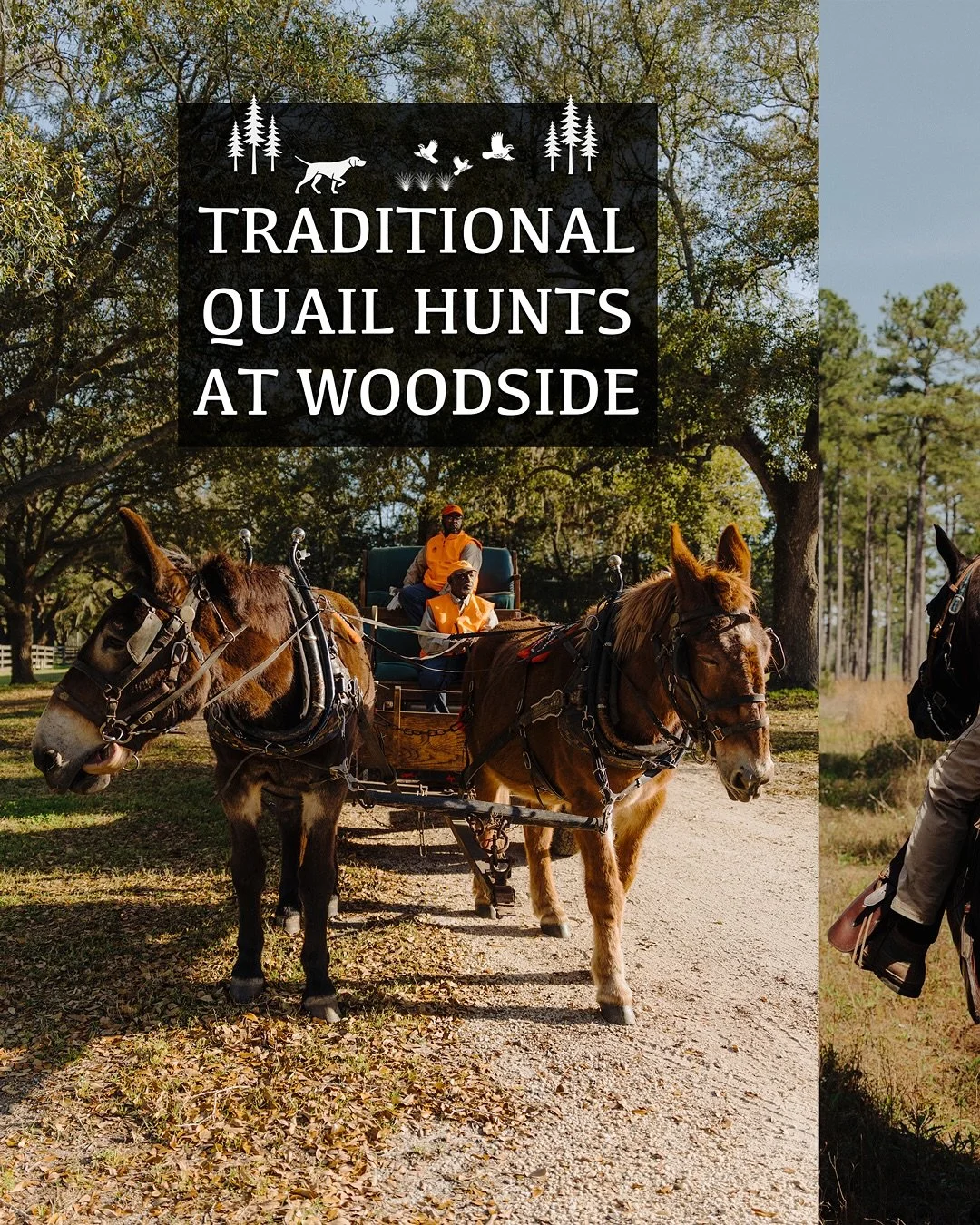 Quail season is just around the corner! Here&rsquo;s a little more on what to expect in the pines this winter&hellip;

We preach safety and quality above all else! Hunt spaces are limited. Inquire about booking your hunt today via link in bio.