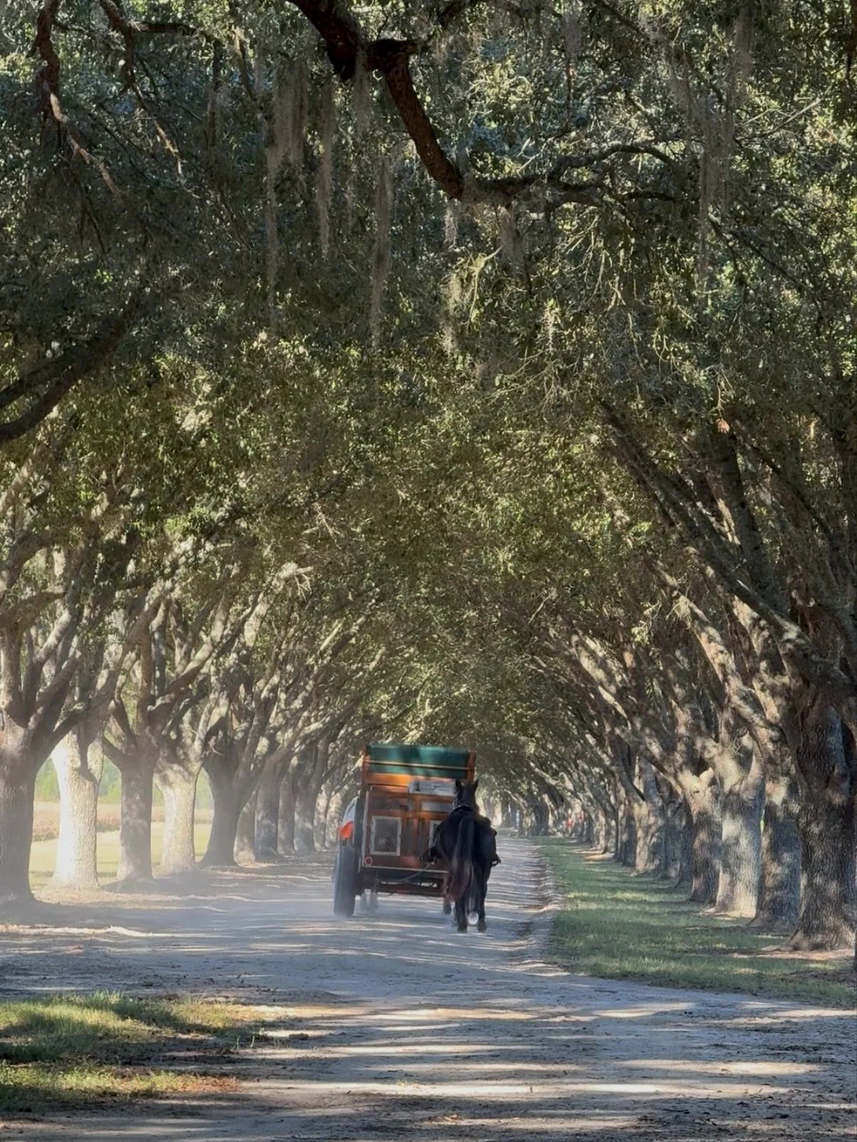 What a day to kick off the season with! Joined by old friends and new, it was one for the books. The shooting was impressive and the dog work was as masterful, especially as it warmed up and those noses were challenged. The food and post-hunt bourbon
