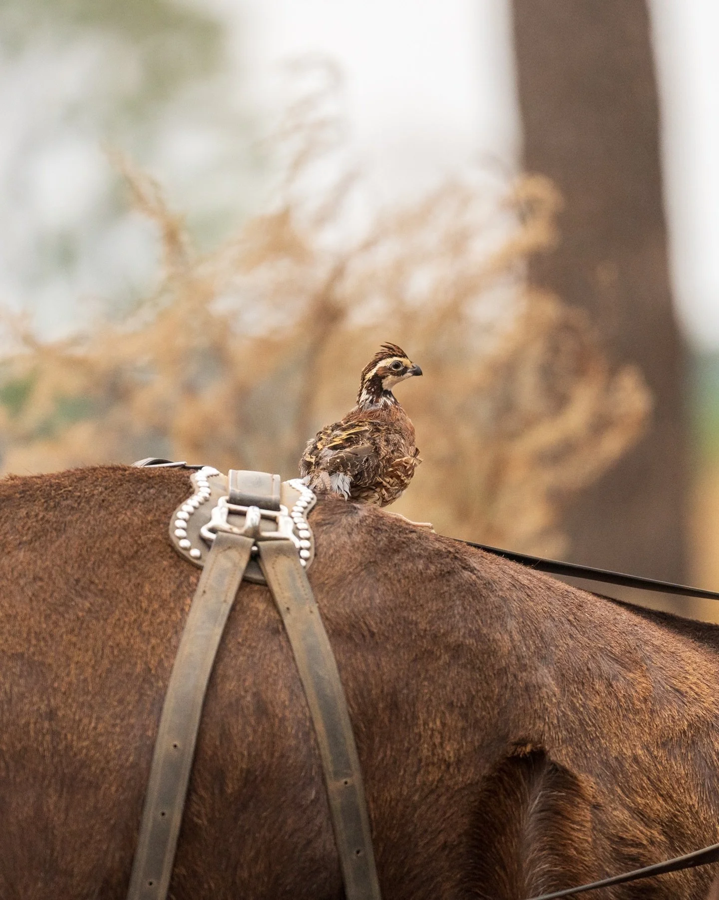 A beautiful shot by our guests from @burpees_collective on yesterday&rsquo;s hunt!