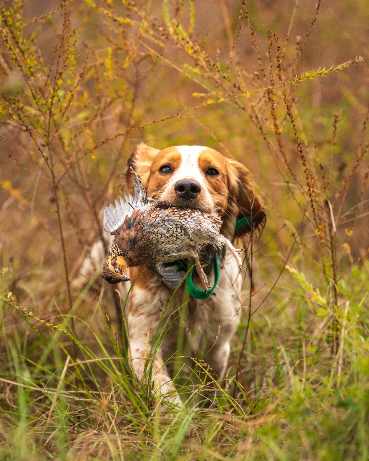 Pancho is a 3 year old cocker who hunted bobwhites in the panhandle and south Texas sand sheet, and blue quail in the West TX mountains before landing at Woodside with our lead guide, Caleb. He&rsquo;s been such a great addition to the team and prove