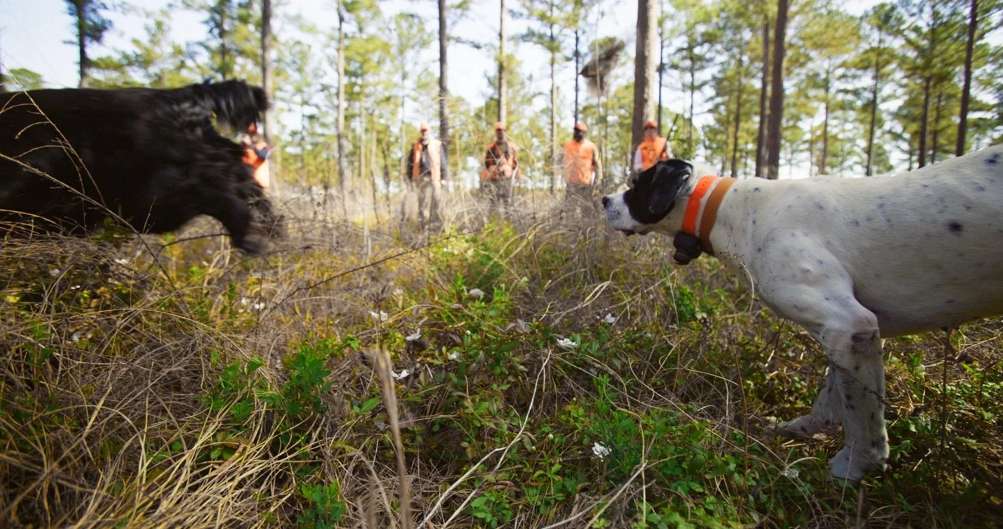 #englishpointers #englishcockerspaniel #englishpointersofinstagram #englishcockerspanielsofinstagram
