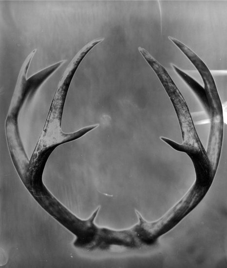 Antlers (2017)sm.jpg