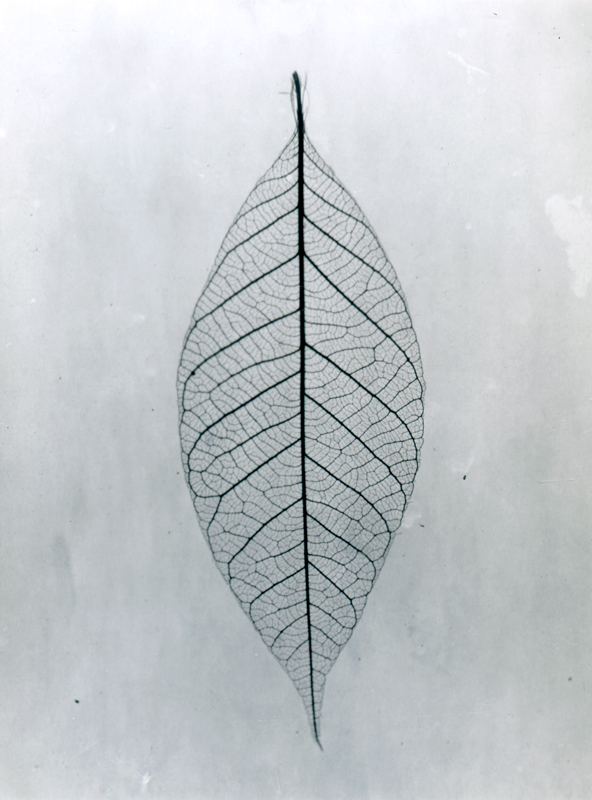 Leaf (2017) sm.jpg