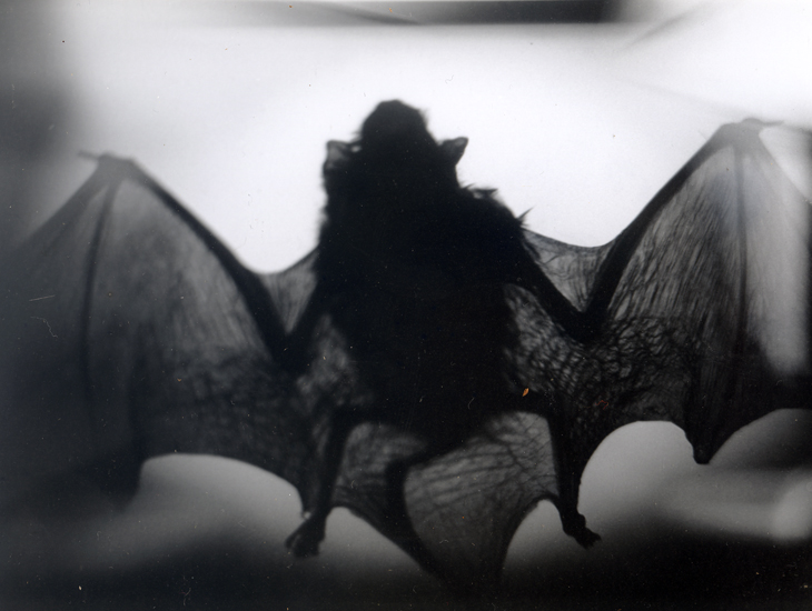 Pipistrelle (2014) sm.jpg