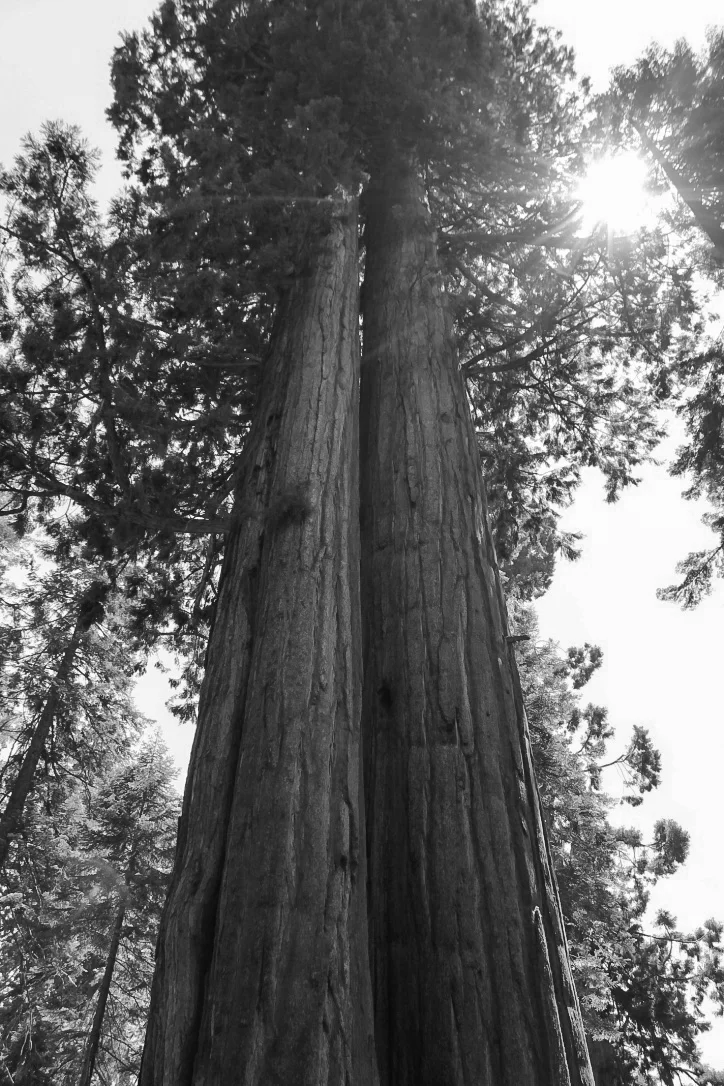 B n W Sequoia.jpg