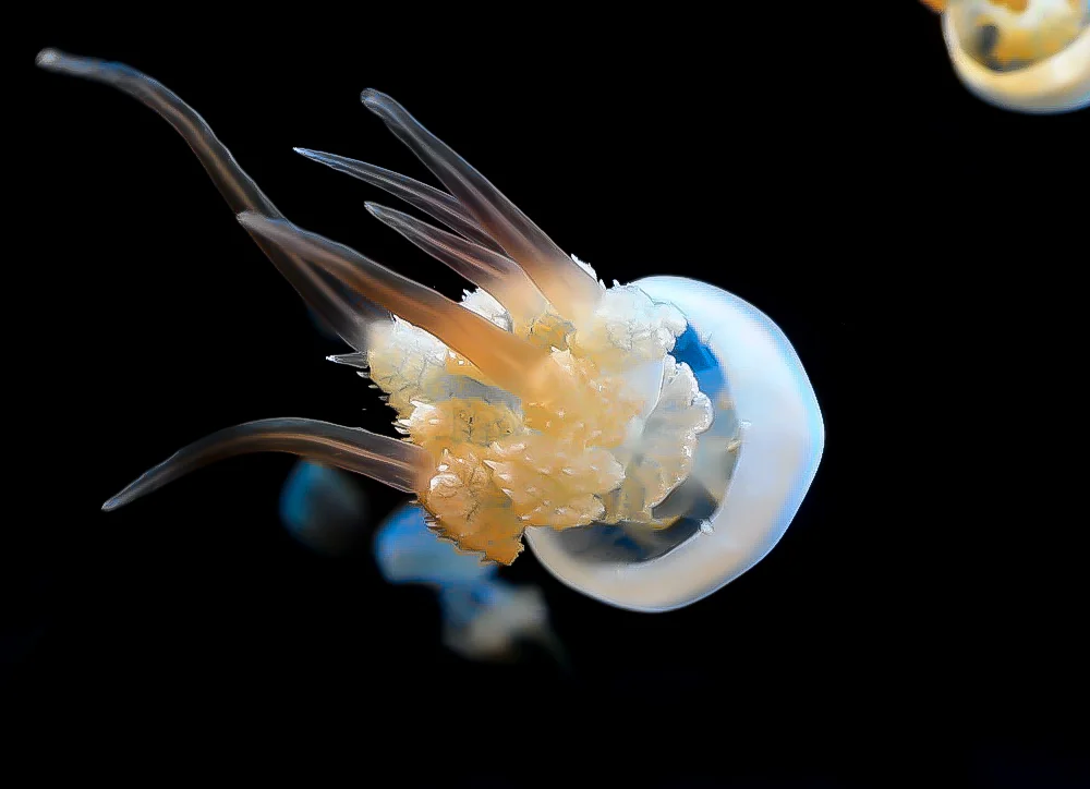 White Jellyfish.jpg