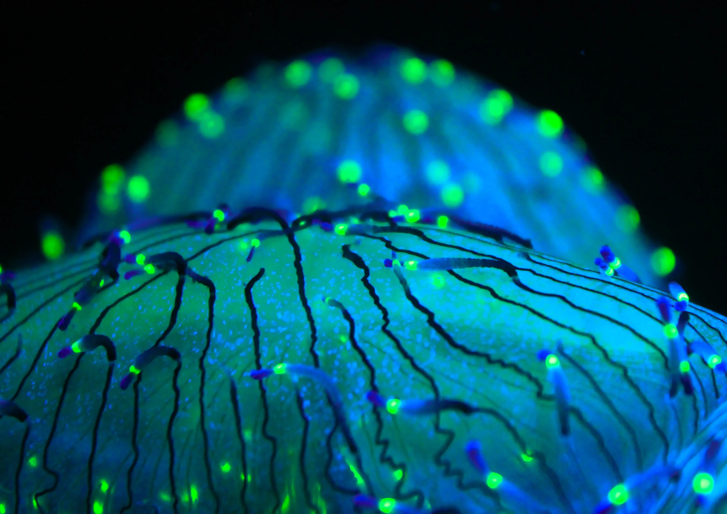 jelly tops glowing.jpg