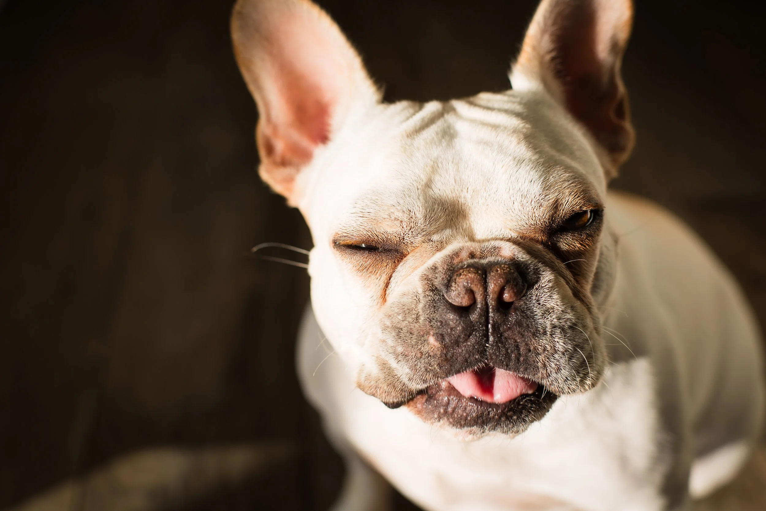 Close-up of a French Bulldog with one eye closed and tongue slightly out, on a dark background.