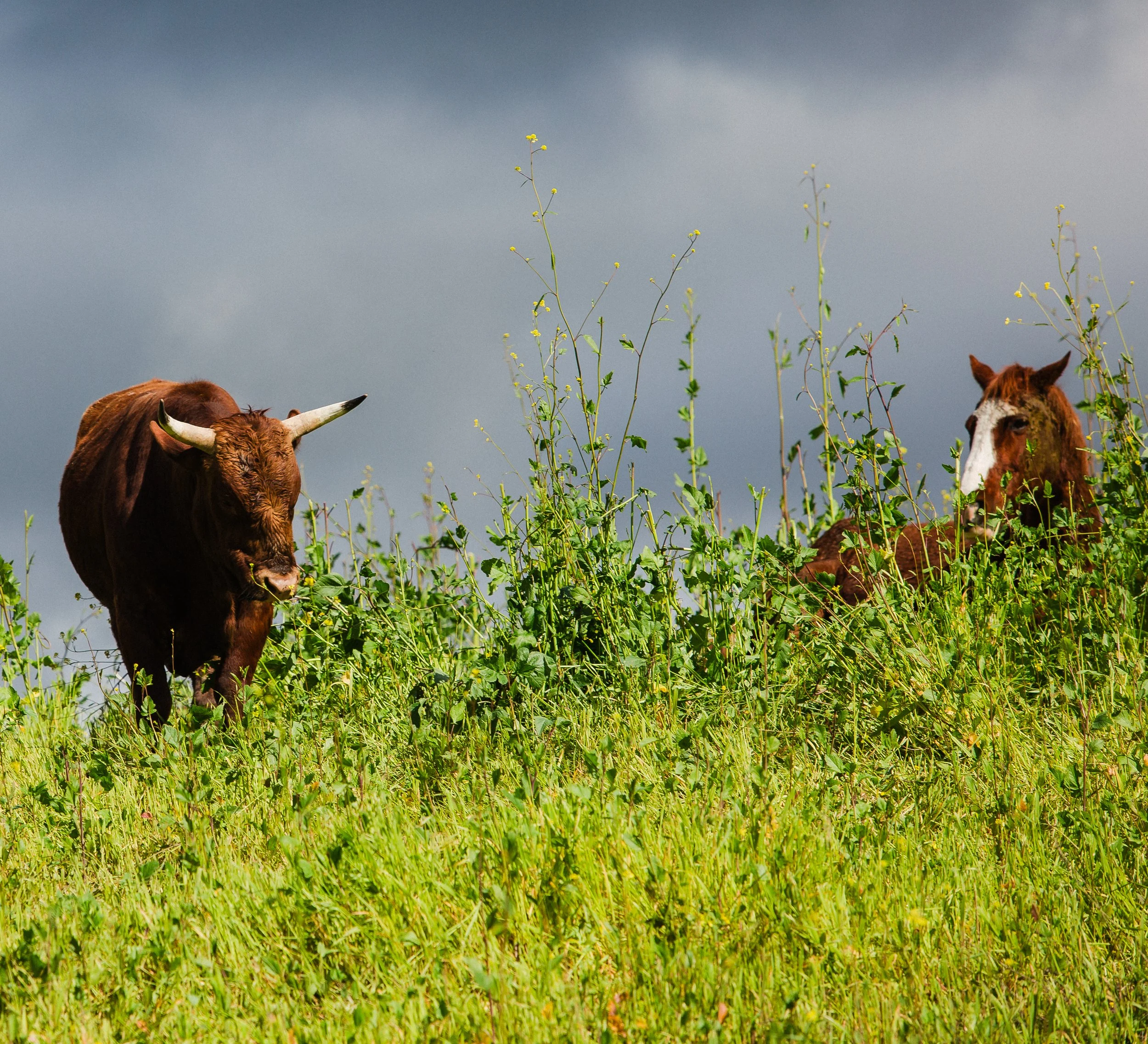 A brown cow with white horns grazing in a grassy field alongside a horse with a white face and brown body, under a cloudy sky.