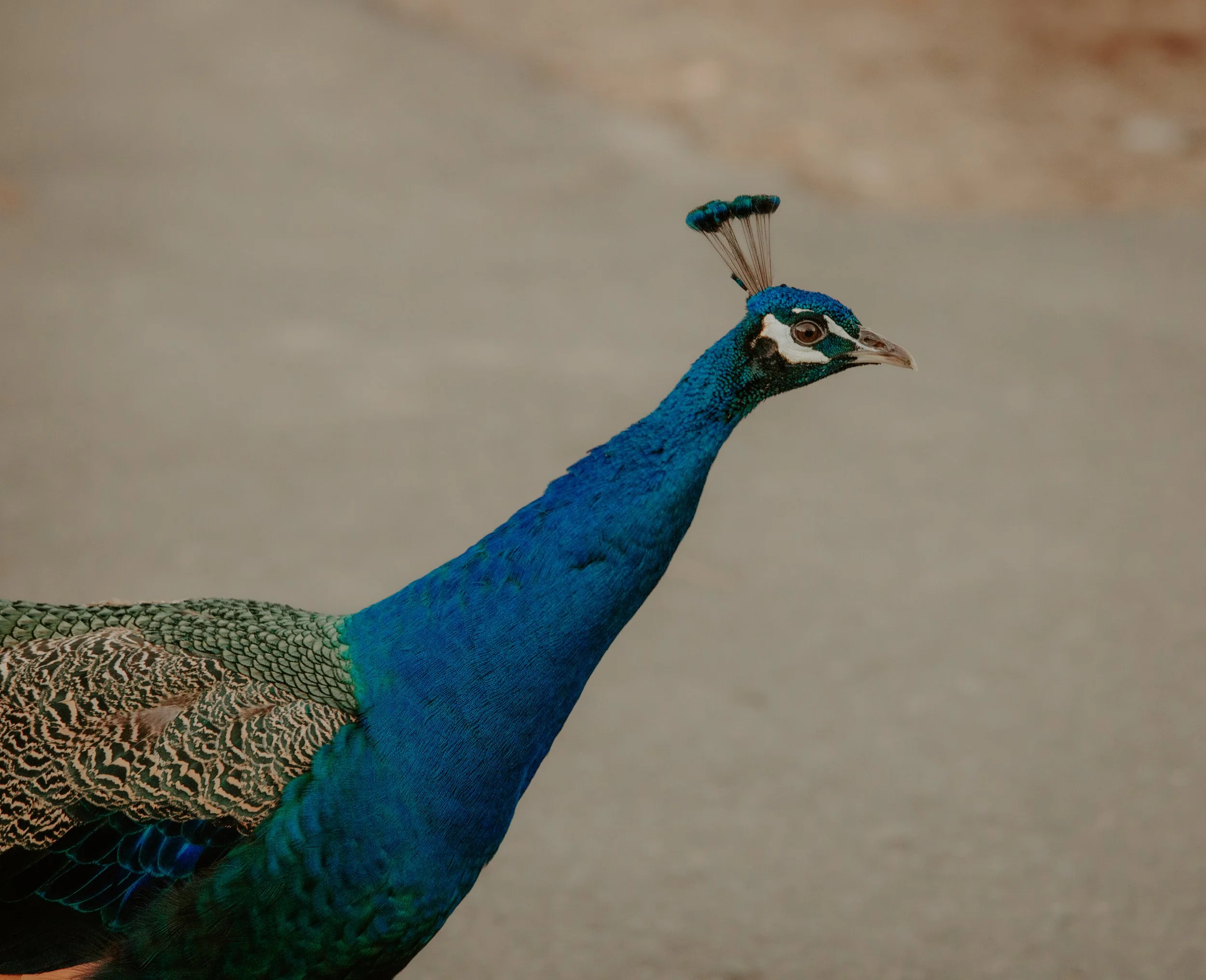 Close-up of a peacock with vibrant blue and green feathers, showing its long neck and ornate crest on its head.