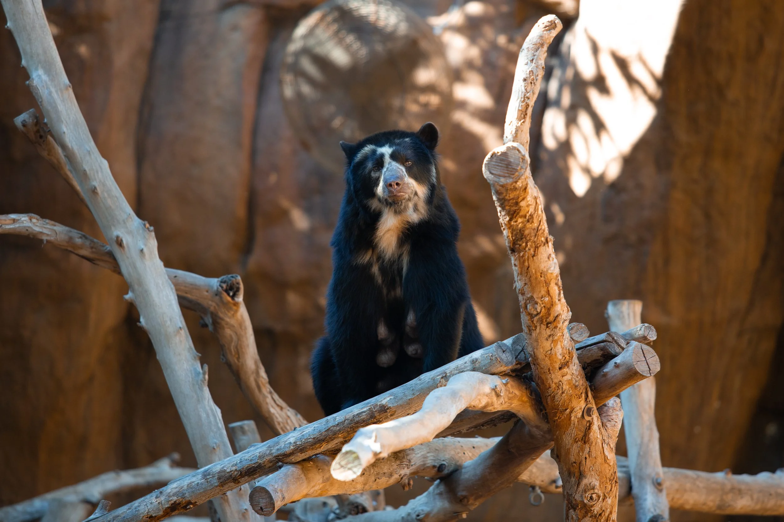 A black and tan bear cub sitting on a pile of light-colored, twisted tree branches inside an enclosure with a rocky background.