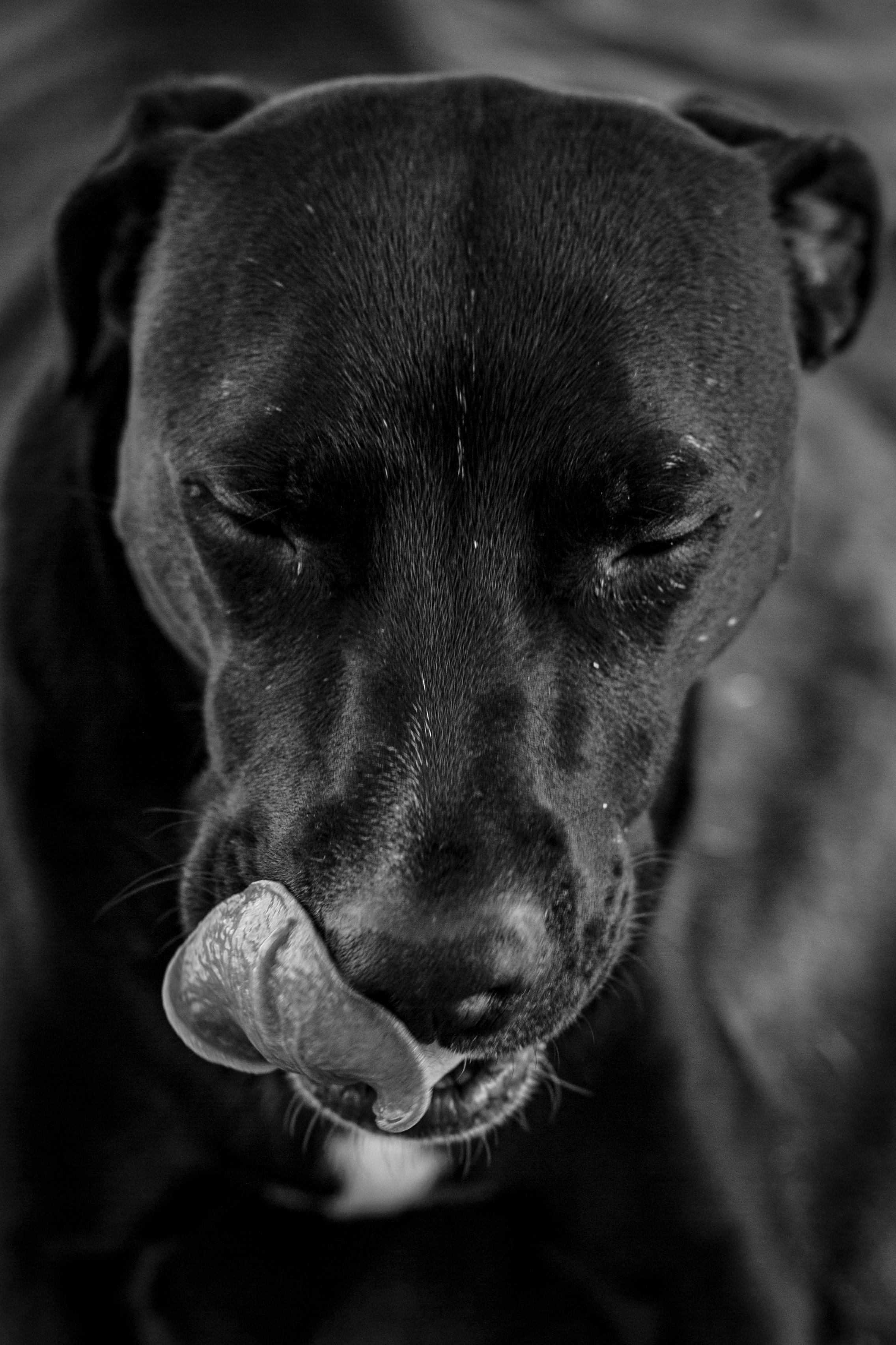 Close-up black and white photo of a dog with its tongue sticking out.