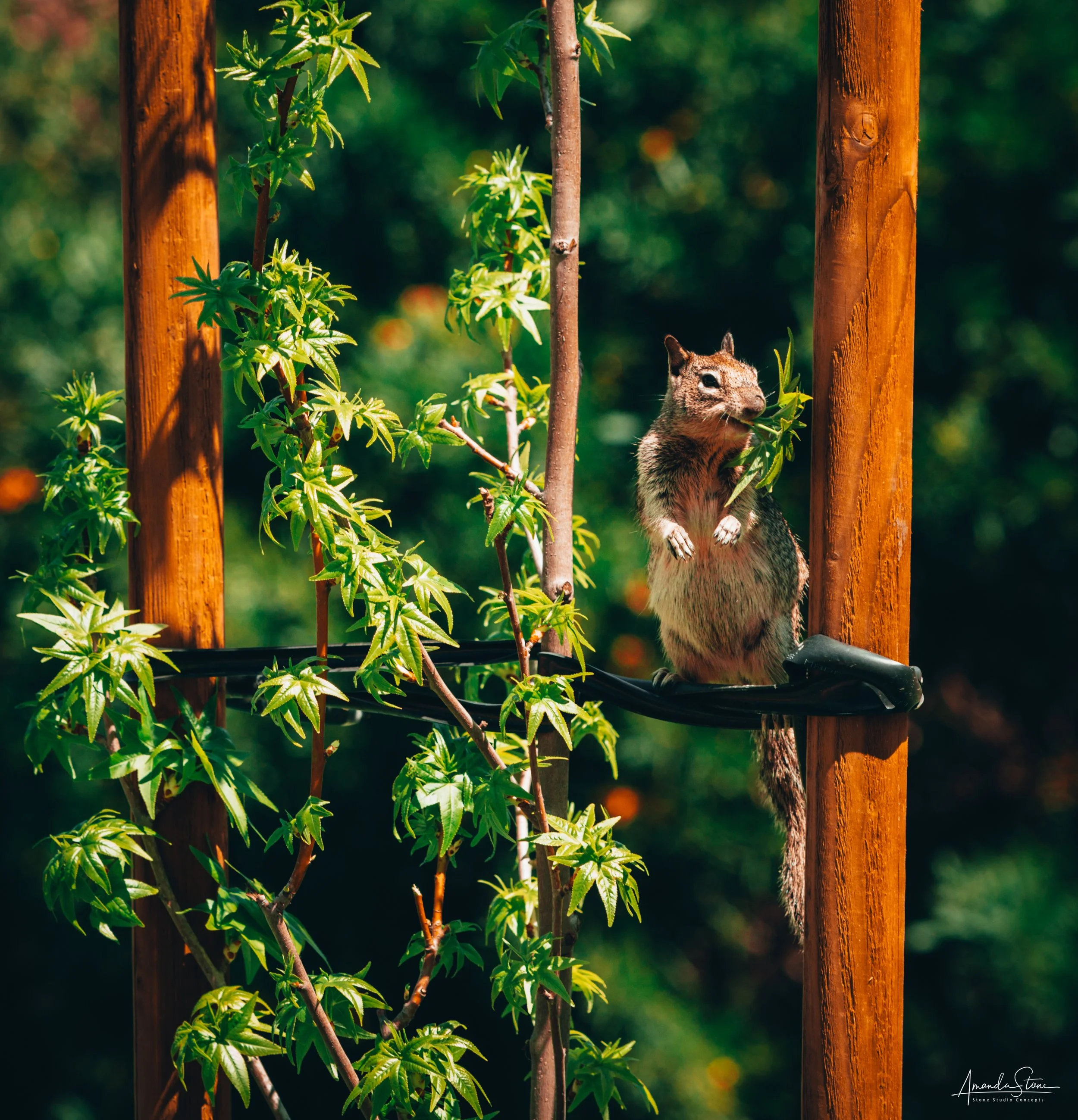 A squirrel standing on a black cable between two wooden posts, eating a leaf, with green foliage and blurred natural background.