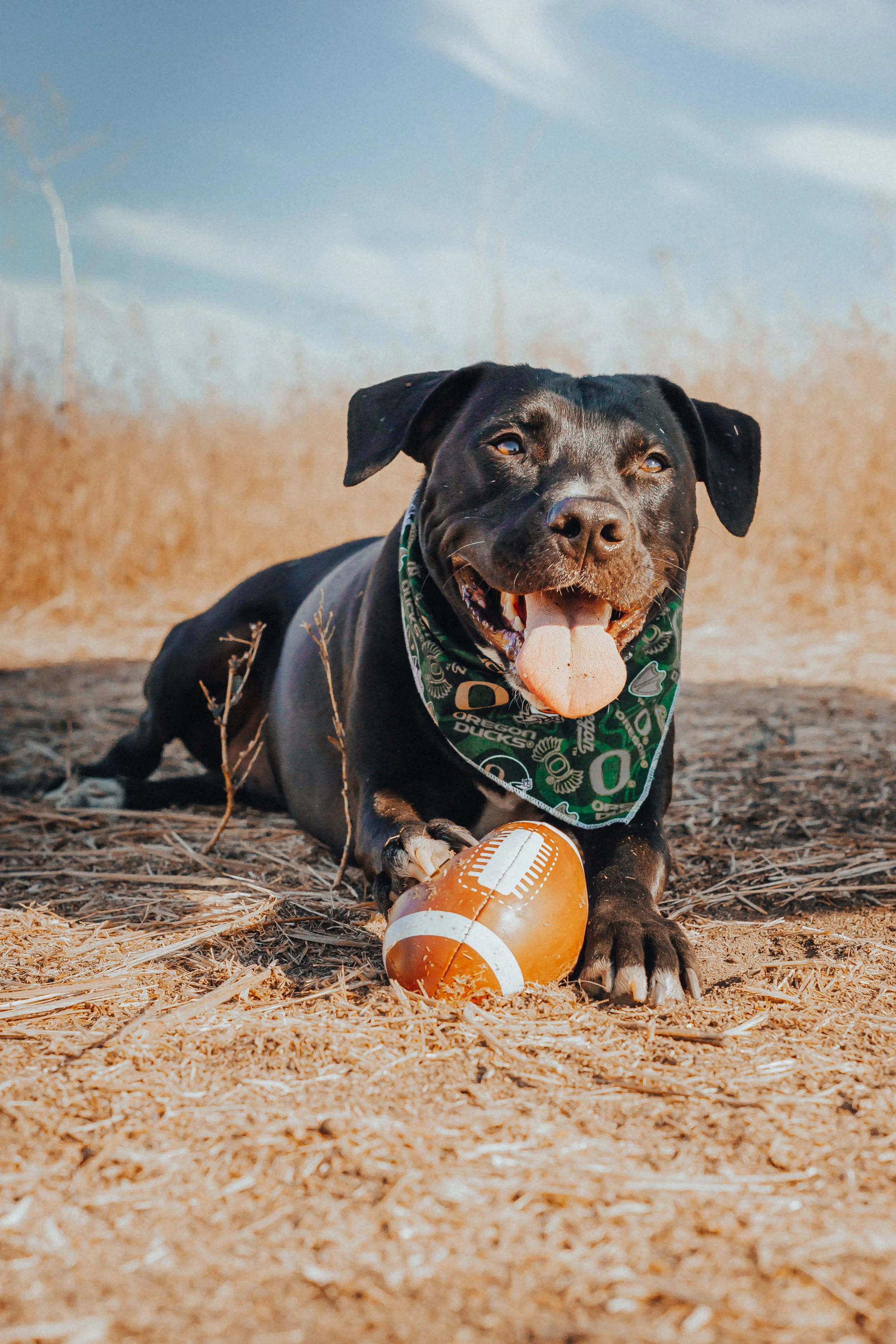 A black dog with a green Oregon Ducks bandana lying on the dry ground next to an American football, with a happy expression and tongue out, under a blue sky.