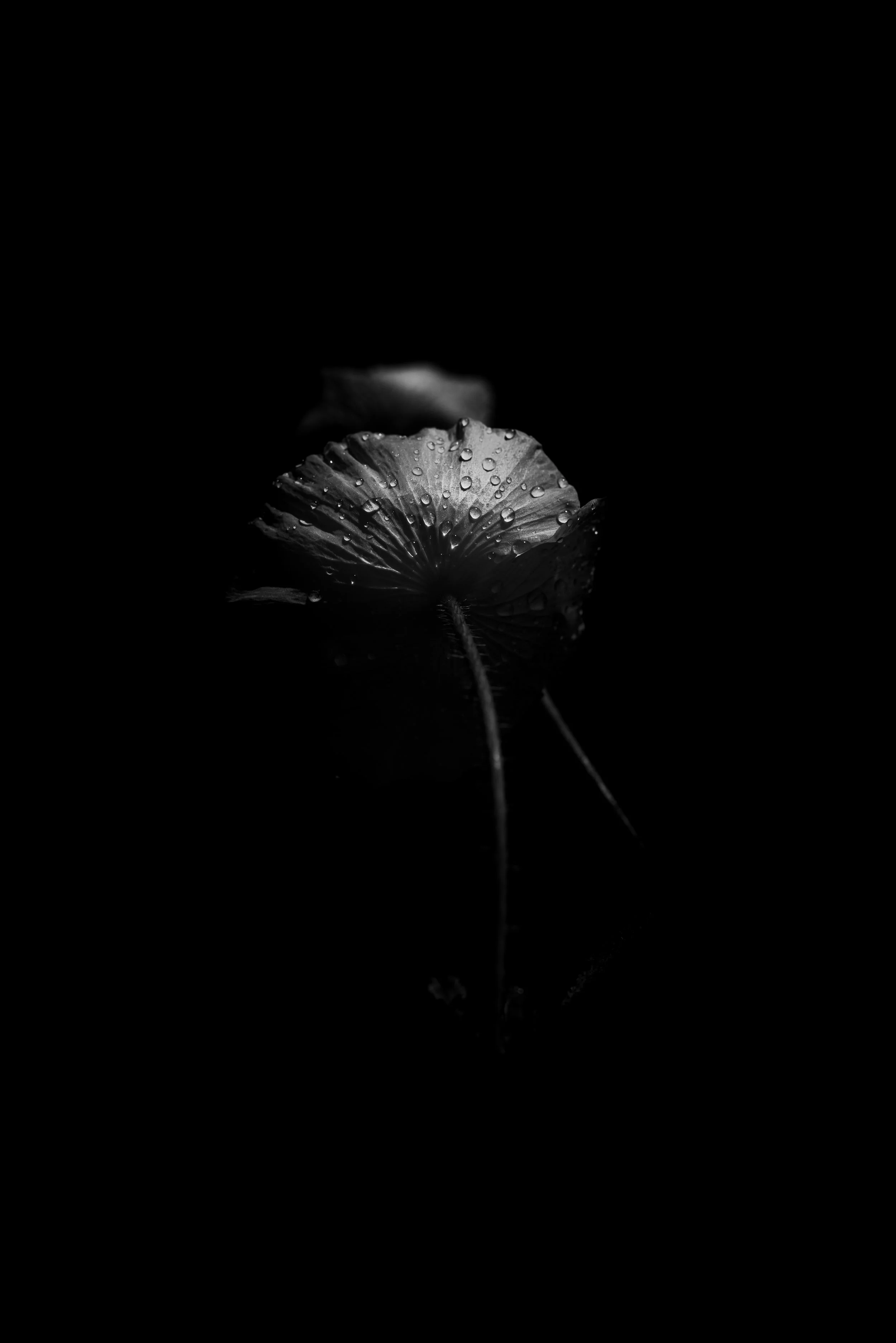 Black and white photo of a single flower with water droplets on its petals, isolated against a dark background.